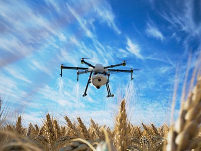 Drone hovers over wheat field to distribute fertiliser against bright blue sky