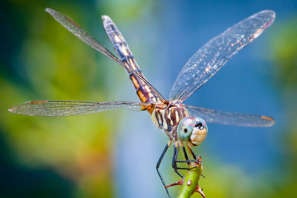 close up of fly with an impact