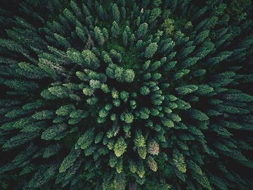 Aerial view of trees