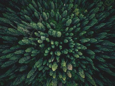 Aerial view of trees